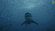 Nat Geo Ocean GIF by National Geographic Channel