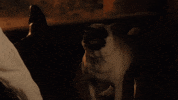 Dog Pug GIF by Poldark