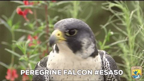 Hungry Bird GIF by U.S. Fish and Wildlife Service