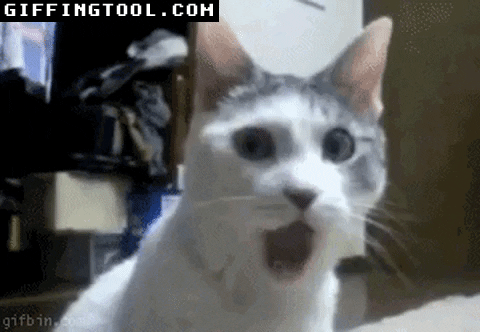 giphyupload GIF