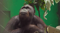 Rescue Orangutan Undergoes Surgery for Tumor