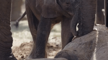 Baby Elephant Born at Dallas Zoo