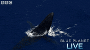 bbc one oceans GIF by BBC