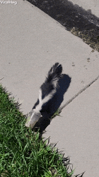 Skunks Lucky Day GIF by ViralHog