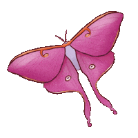 Luna Moth Pride Sticker by Contextual.Matters