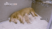 GIF by erichamlet
