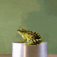 Frog Toad GIF