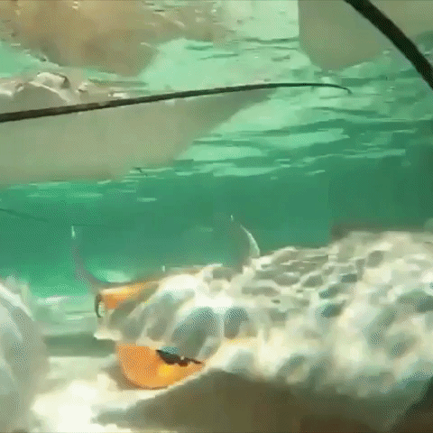 Stingrays Go 'Underwater Trick-or-Treating'