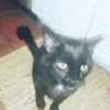 cat cool GIF