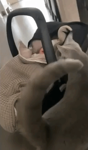 Cat Has Heart-Melting First Encounter With Newborn