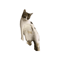 Cat Lola Sticker