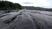 happy nature pbs GIF by ThirteenWNET
