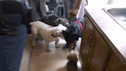 cesar millan dog GIF by Nat Geo Wild 