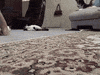 Cat GIF