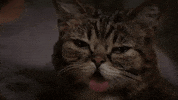 cat GIF