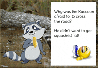 Raccoon GIF
