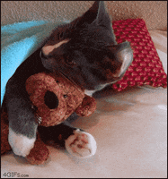 cat gifs GIF