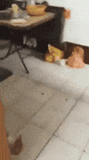 cat mouse GIF
