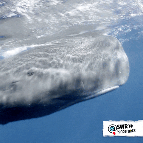 Open Sea Water GIF by SWR Kindernetz