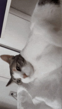 Cat Meow GIF
