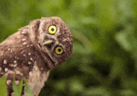 Funny Owl GIF