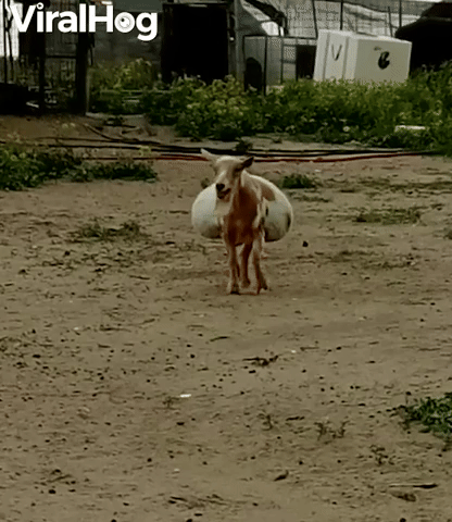 Pregnant Goat has Saddlebag Stomach