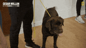 Nat Geo Dog GIF by National Geographic Channel