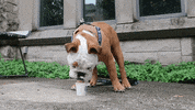 Happy Coffee Break GIF by Butler University