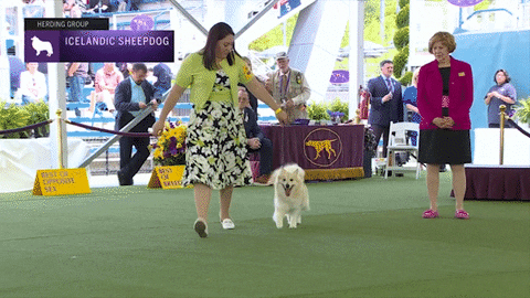 Icelandic Sheepdog Dogs GIF by Westminster Kennel Club