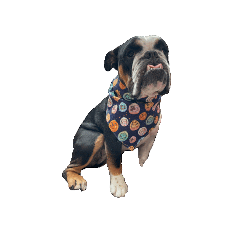 Pokemon Bulldog Sticker by Geekster Pets