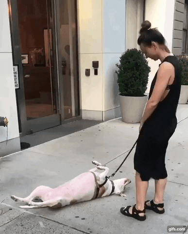 cuteanimalland giphyupload GIF