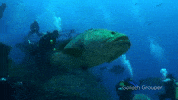 travel florida GIF