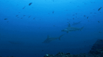 There Are Hammerheads Everywhere