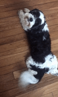 dog riley GIF by Justin