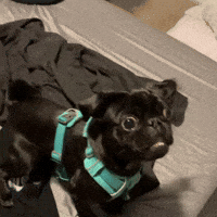 Black Dog Pug GIF