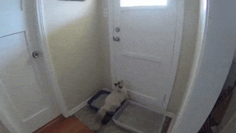 cat window GIF