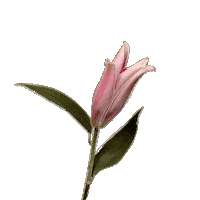 Flower Blooming Sticker