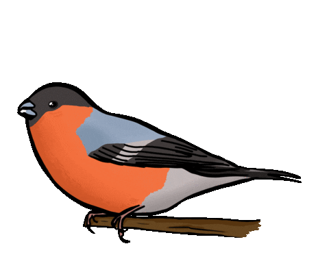 Bird Singing Sticker