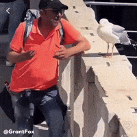 Bird Seagull GIF