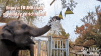 Elephants and Monkeys Enjoy Festive Enrichment at Oklahoma City Zoo