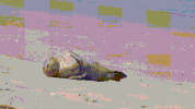 seal pup GIF
