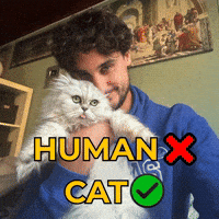 Cat Wow GIF