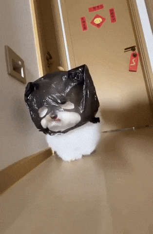 cuteanimalland giphyupload GIF