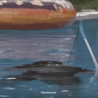 Elraenn GIF