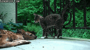 deer wo GIF