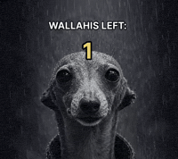 Dog Wallahi GIF