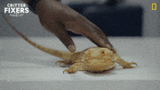 National Geographic Fun GIF by Nat Geo Wild