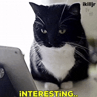 Cat Instagram GIF