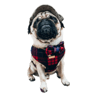 Pugs Head Tilt Sticker by Morty The Pug