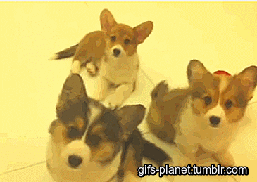 puppies corgi GIF